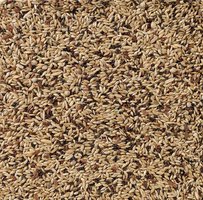 Vogelzaden Deli Nature