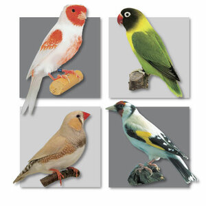 Logo suksesvogelvoeders.nl