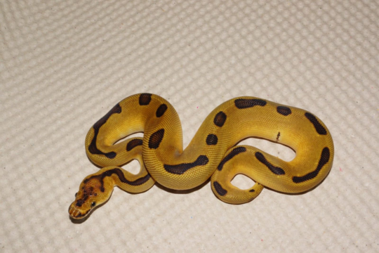 Bodempapier reptielen